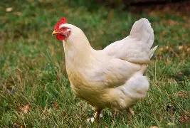Chicken